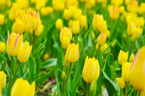 Gele mooie tulpen — Stockfoto