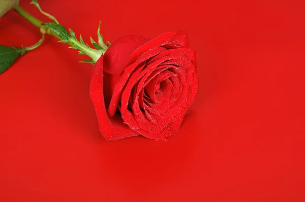 Роза на красном — стоковое фото