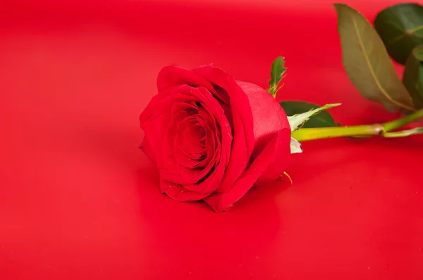Rose on the red — Stock Photo, Image