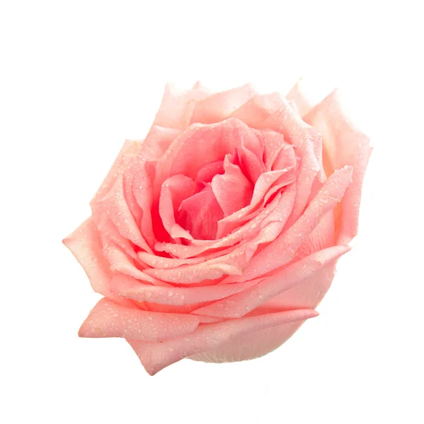 Роза ізольовані — стокове фото