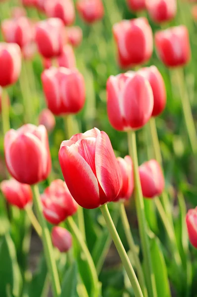 Red beautiful tulips — Stock Photo, Image