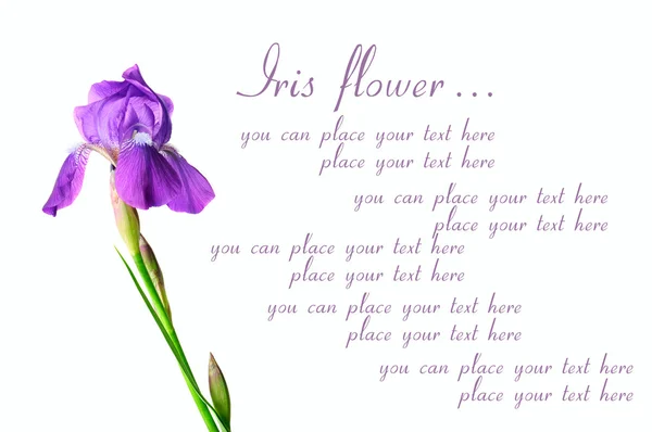 Iris flowers — Stock Photo, Image