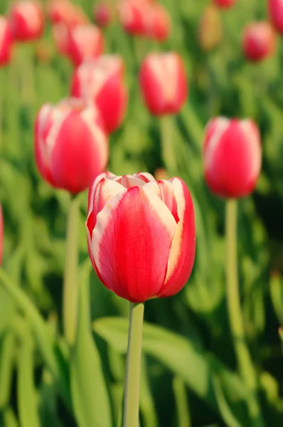 Piękne czerwone tulipany — Zdjęcie stockowe