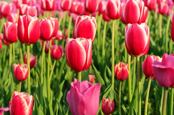 Krásné tulipány červené — Stock fotografie