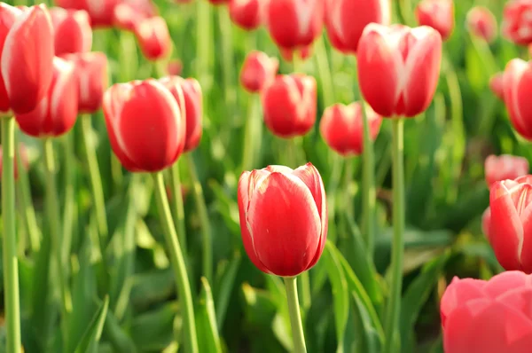 Rote schöne Tulpen — Stockfoto