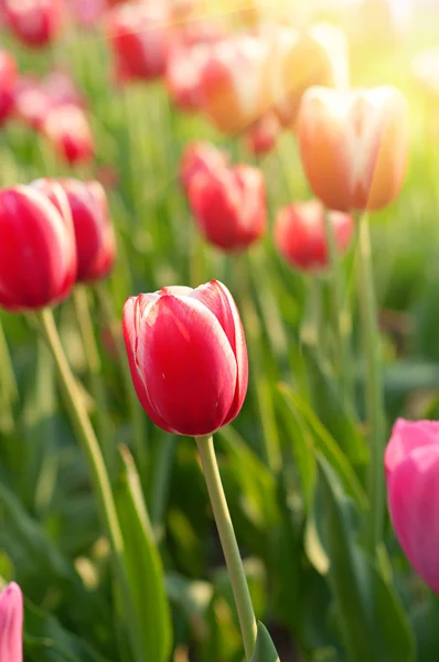 Красные красивые тюльпаны — стоковое фото