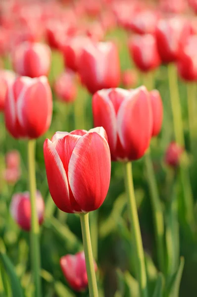 Rosso bei tulipani — Foto Stock