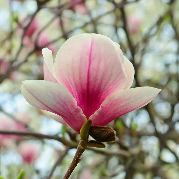 Magnolienblüten — Stockfoto