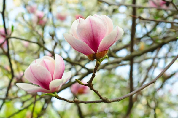 Magnolia flowers — Stock Photo, Image