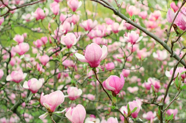 แมกโนเลีย ดอกไม้ — ภาพถ่ายสต็อก