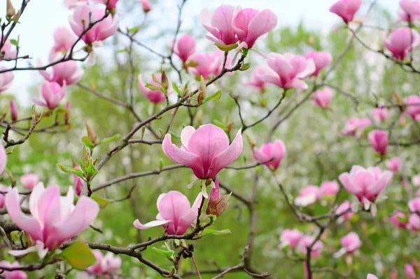 Magnoliablomster – stockfoto