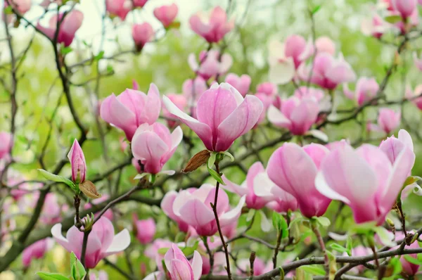 Flores de magnolia — Foto de Stock