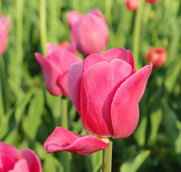 Rosa schöne Tulpen — Stockfoto