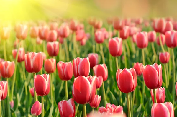 Belles tulipes rouges — Photo