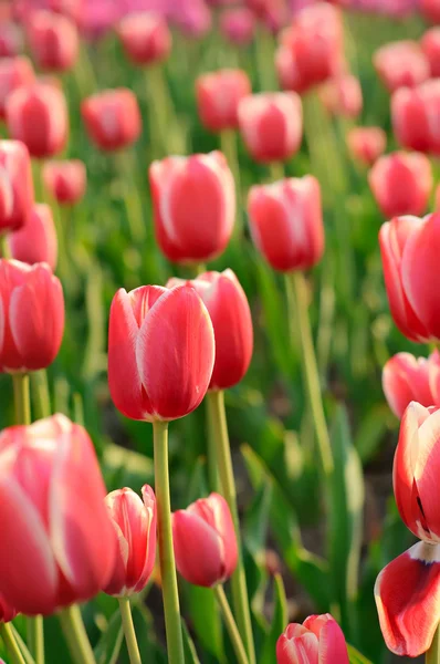 Rojo hermosos tulipanes — Foto de Stock