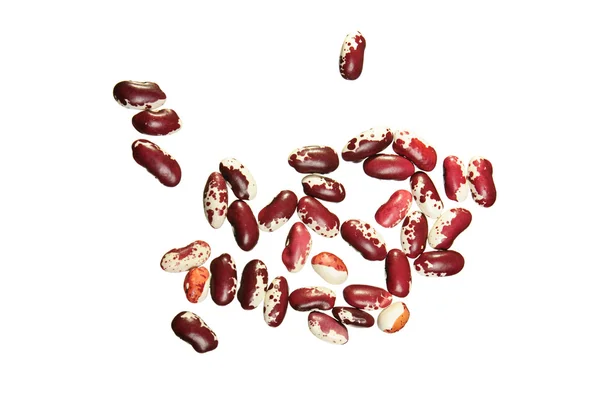 平托红豆 — 图库照片