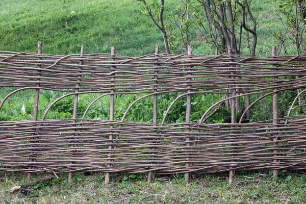 Λυγαριά φράχτη — Φωτογραφία Αρχείου