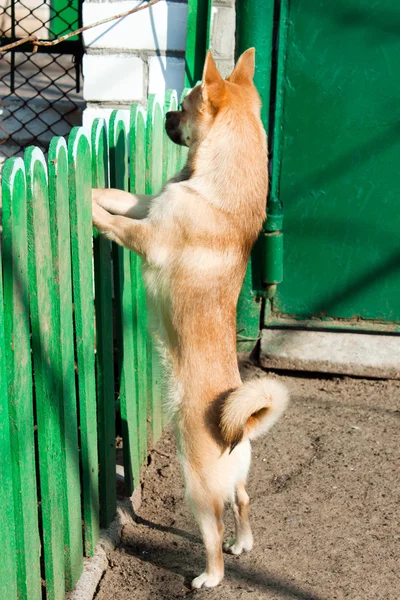 Dog chihuahua — Stock Photo, Image
