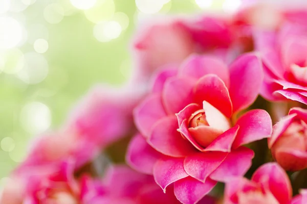 Background flower — Stock Photo, Image