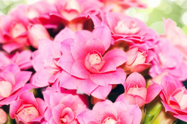 stock image Background flower