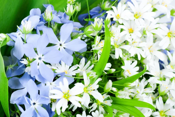 Весенние цветы Стоковое Фото