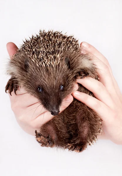 Hedgehog, in hands of the person — Stock Photo, Image