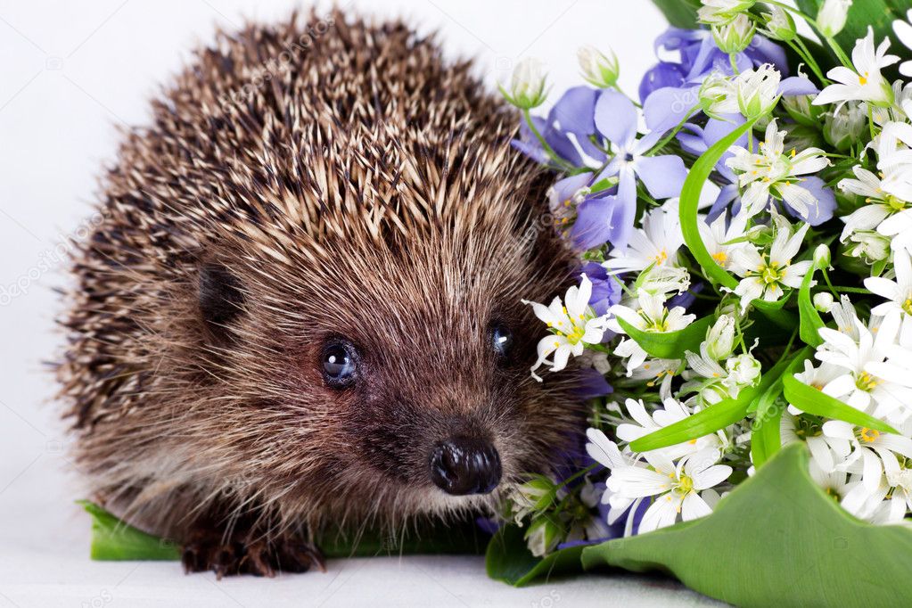 depositphotos_10618779-stock-photo-hedgehog-with-wild-flowers.jpg