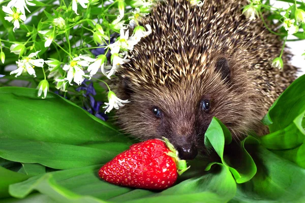 Hedgehog, wild flowers and ripe strawberry