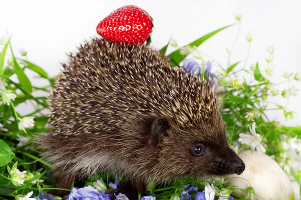 Hedgehog, wild flowers and ripe strawberry — Stock Photo, Image