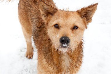 bir köpek kış portresi