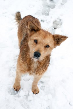 bir köpek kış portresi