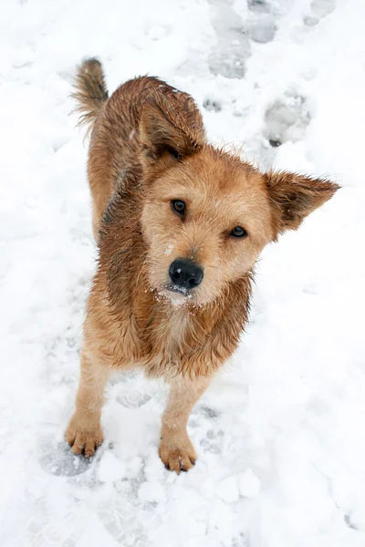 bir köpek kış portresi