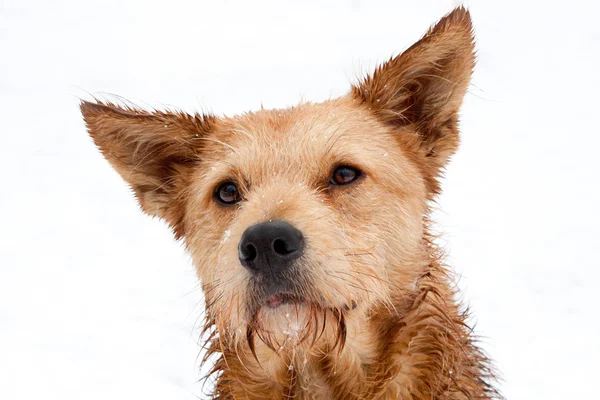 stock image Winter portrait of a dog