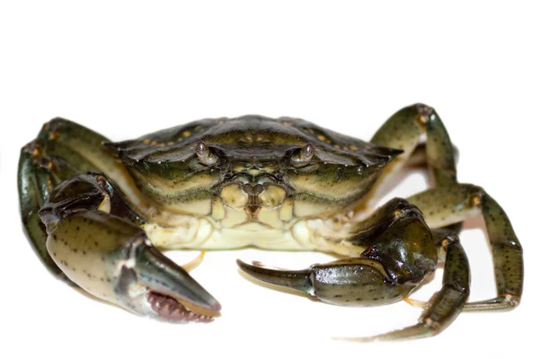 Gros crabe gros plan — Photo