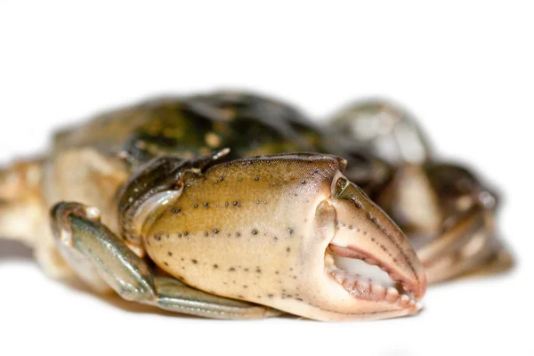 大利爪的螃蟹 — 图库照片