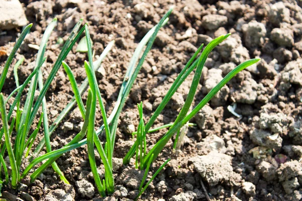 Spring sprouted young grass — Stock Photo, Image