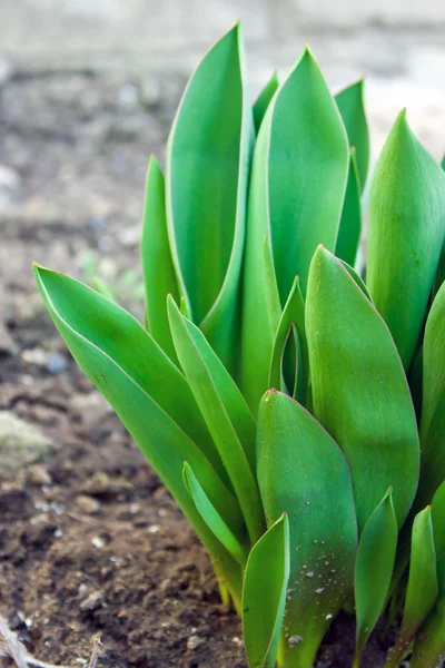 stock image Spring leaves of young tulips