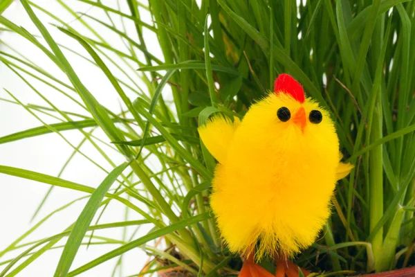 在草丛中的一个复活节鸡。 — 图库照片
