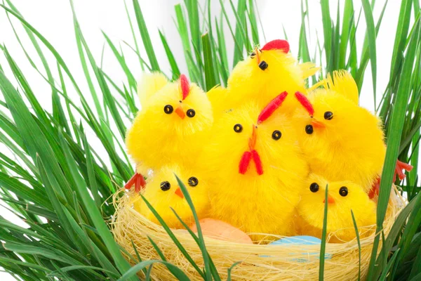 Nest with easter chickens in a grass — Stock Photo, Image