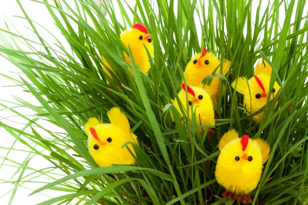 Group of easter chickens in a grass — Stock Photo, Image