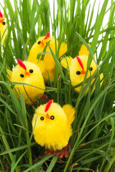 Grupo de galinhas de Páscoa em uma grama — Fotografia de Stock