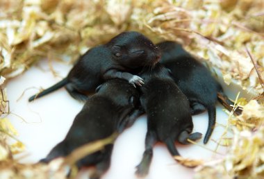 Small mouse babies in their nest clipart
