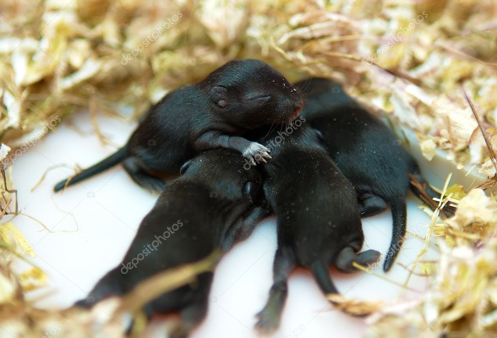 Small mouse babies in their nest