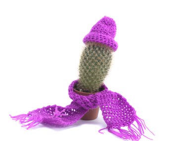 Cactus clipart