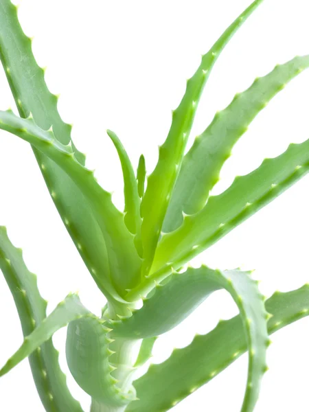 stock image Aloe Vera