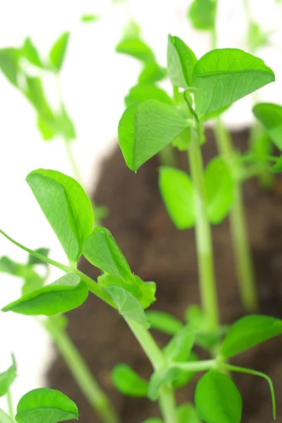 Green shoots of peas — Stock Photo, Image