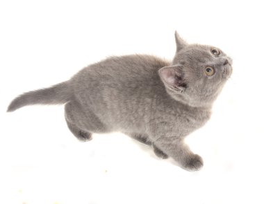 Grey kitten clipart