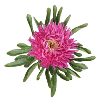 Pink China aster Isolated on white background clipart