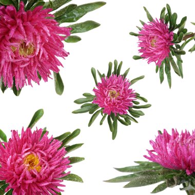 Pink China aster Isolated on pink background clipart