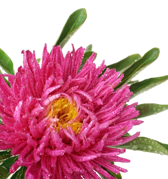 Stock image Pink China aster Isolated on white background